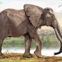 末代的超级象牙？