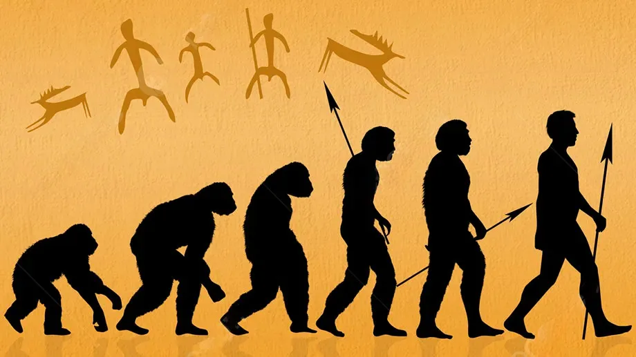 常见的人类进化图