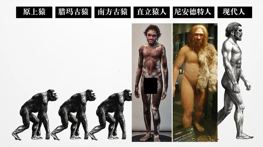 从化石复原的真实形象