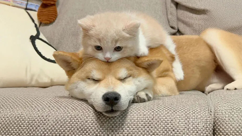 将猫狗混在一起，就不是一个东西