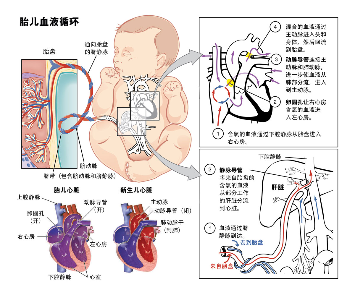 胎儿血液循环