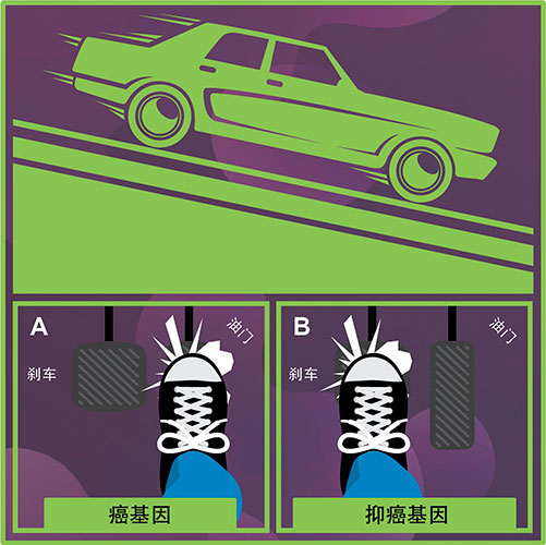 癌基因与抑癌基因