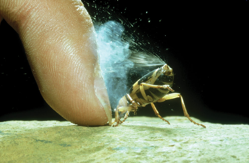 bombardier-beetle-demonstrating-turret