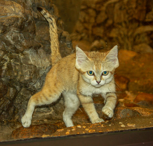 沙漠野猫