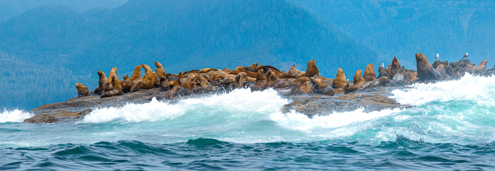 seals-on-rocks