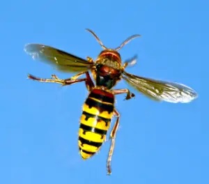 bee