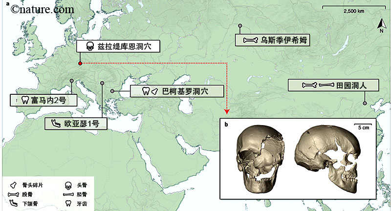 尼安德特人 尼安德特人