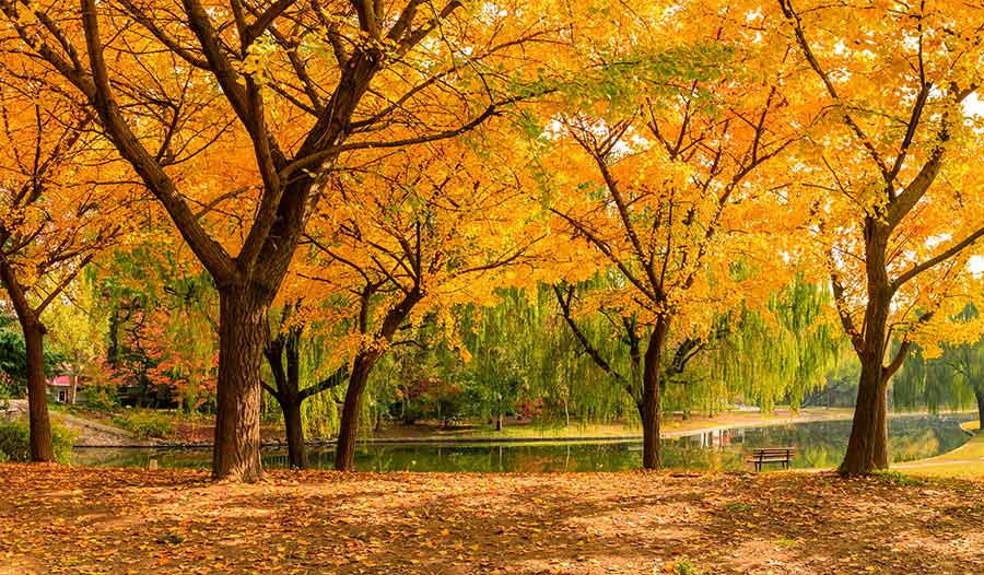 银杏树：非凡的“活化石”