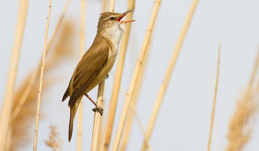 候鸟竟使用磁场GPS