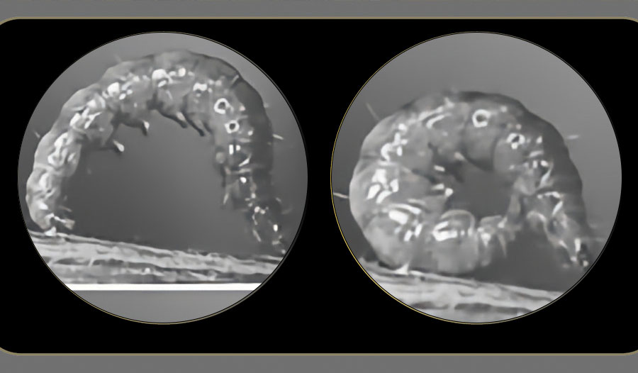 毛毛虫竟可变身 “风火轮”