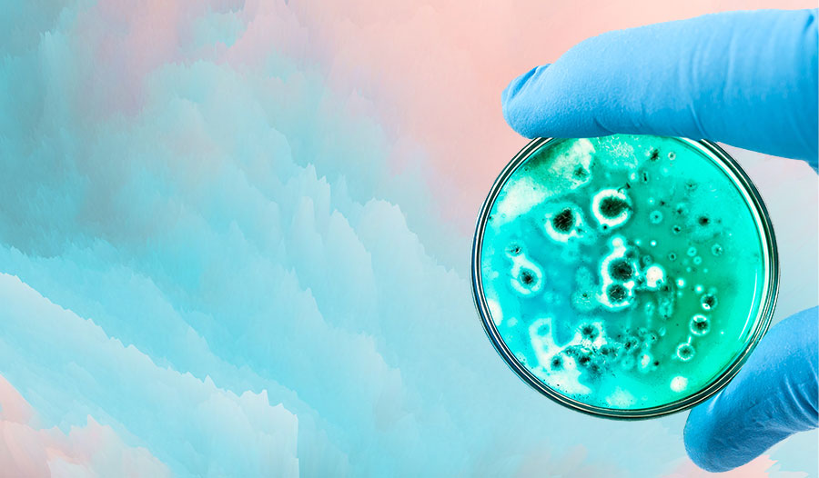 用科学来揭穿进化论