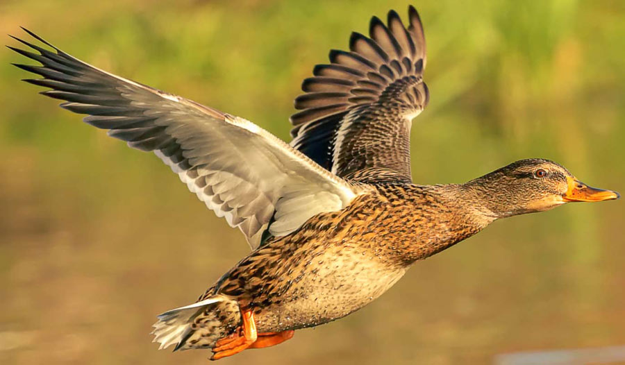 奇妙的水禽——精通水性的飞行家