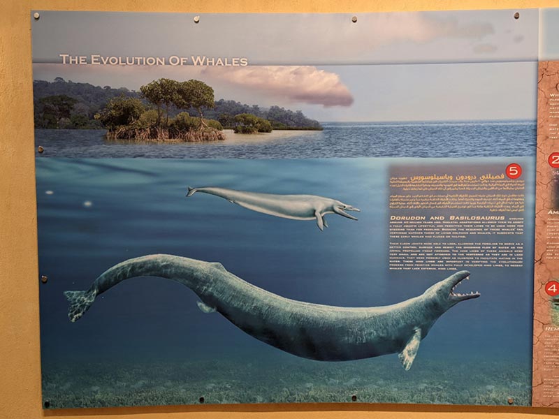 龙王鲸的鲸类化石