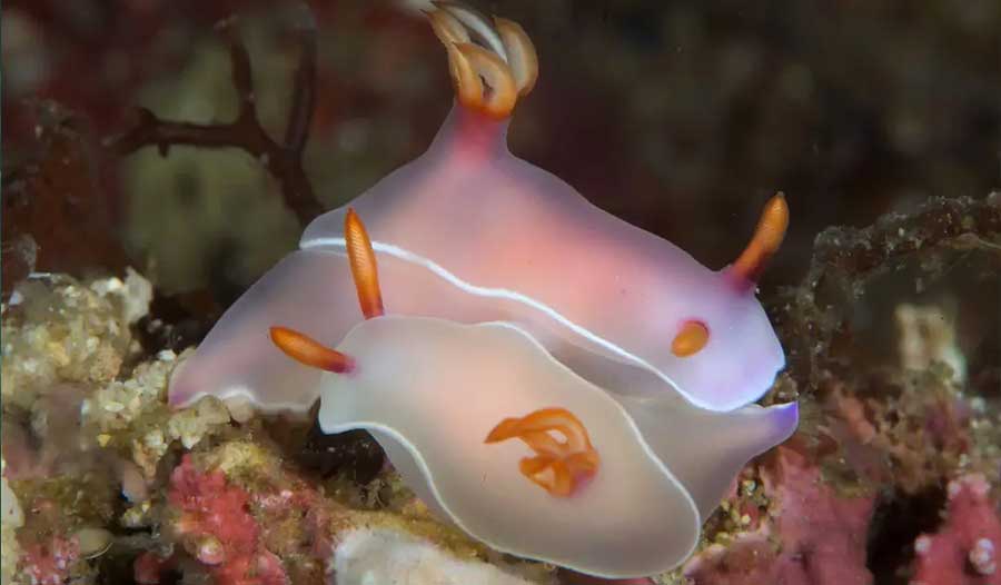 海蛞蝓的奇异再生能力