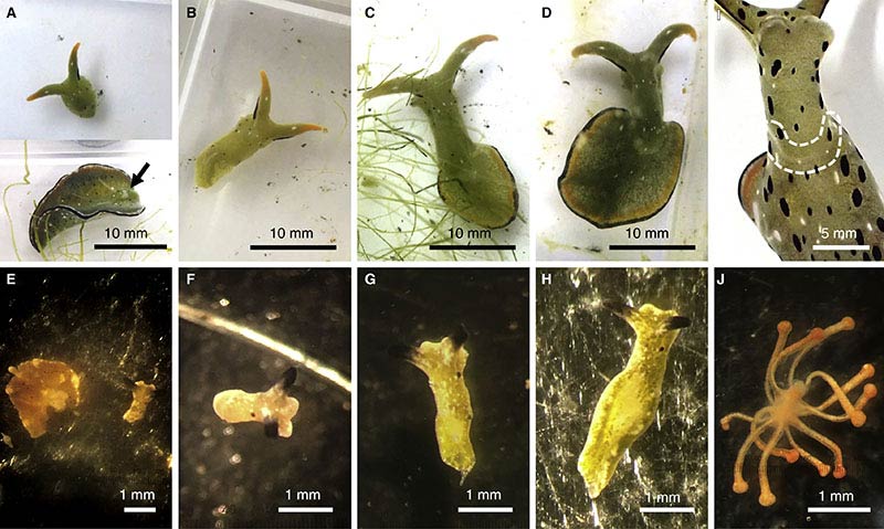 切断蛞蝓生存系统