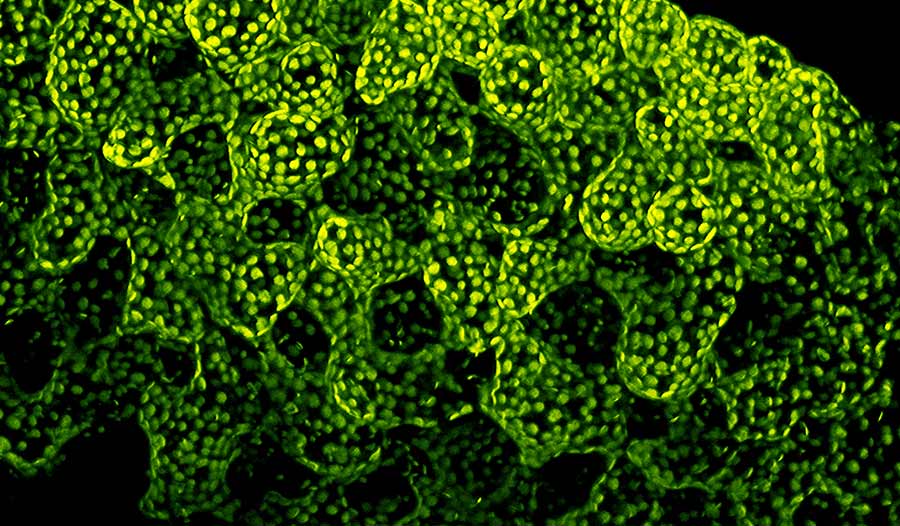 生命被设计成不能进化