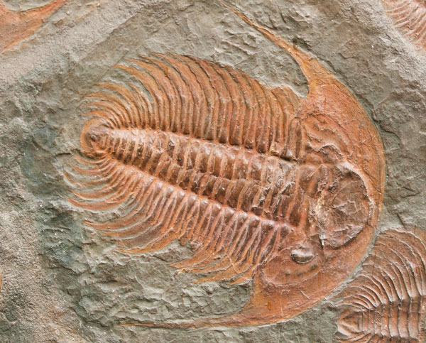 trilobite