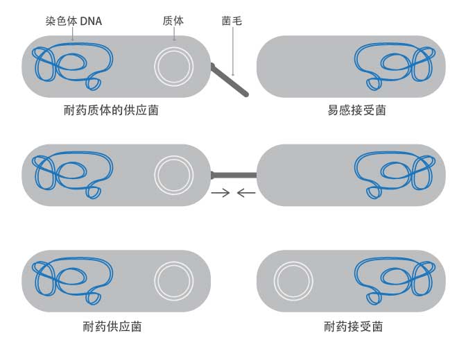 细菌外排泵