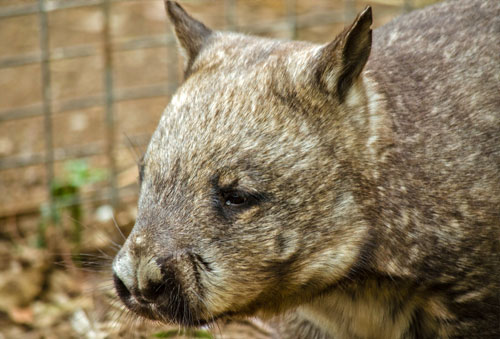 南方毛鼻袋熊（Lasiorhinus latifrons）