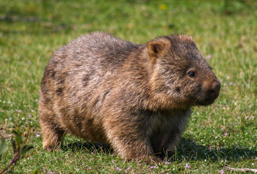 普通袋熊（Vombatus ursinus）