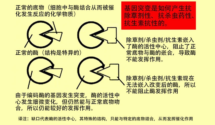 狗生狗， 那可不是进化！