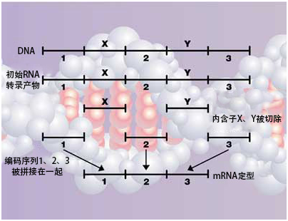 DNA内含子