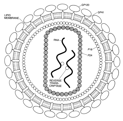 人类免疫缺陷病毒（HIV）