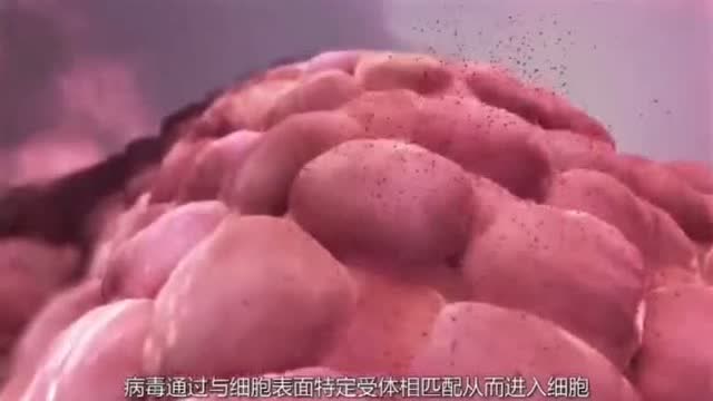 疫苗的作用机理与制备过程