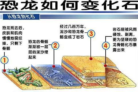 主流宣传恐龙化石形成的过程