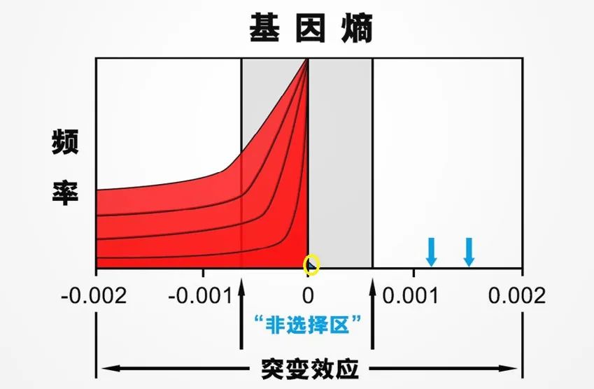 红色部分是有害突变，黄色圈中蓝色部分是近乎中立或有益的突变，可见两者数量的比例非常悬殊