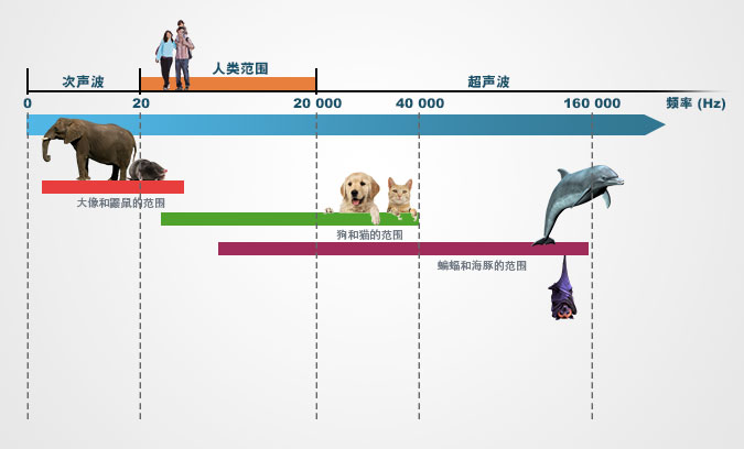 人和海豚、蝙蝠的声波范围图