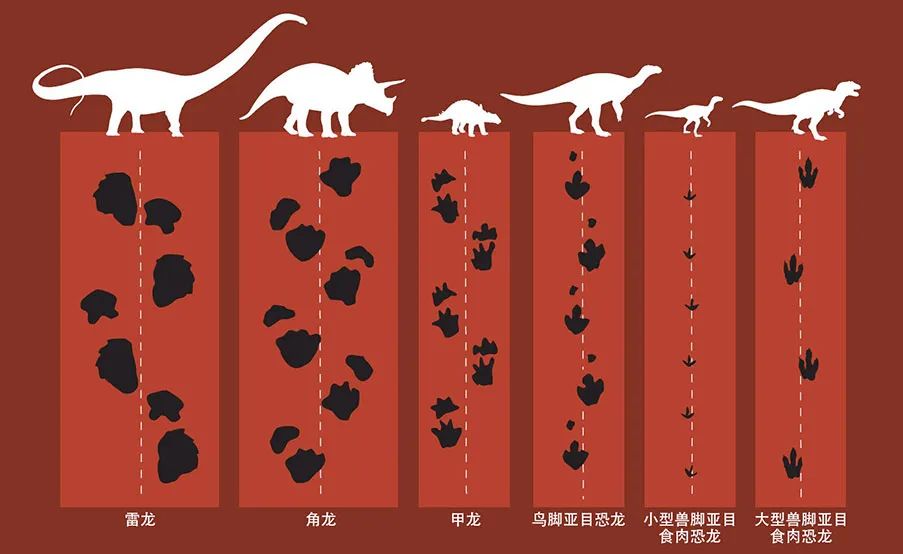 不同的恐龙其脚掌留下的印痕也不一样