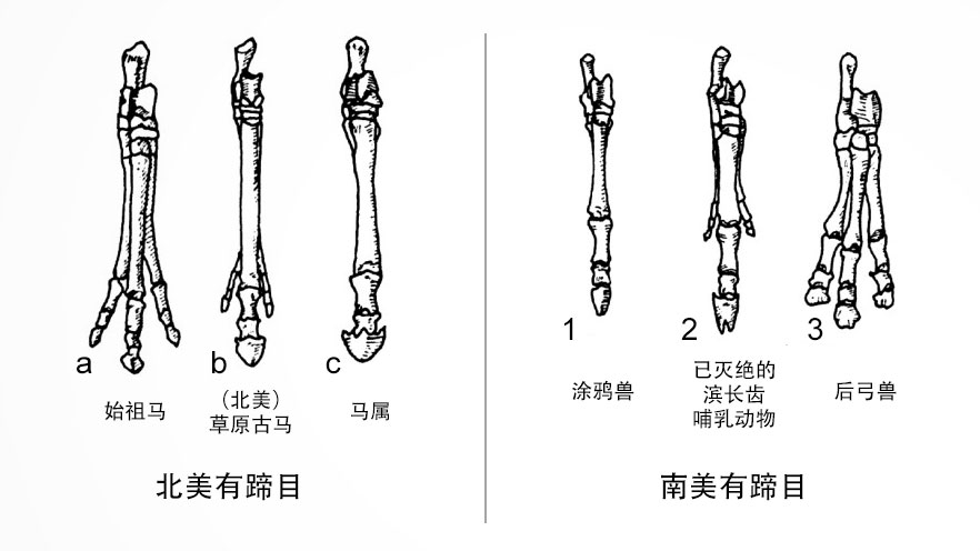 北美、南美有蹄目