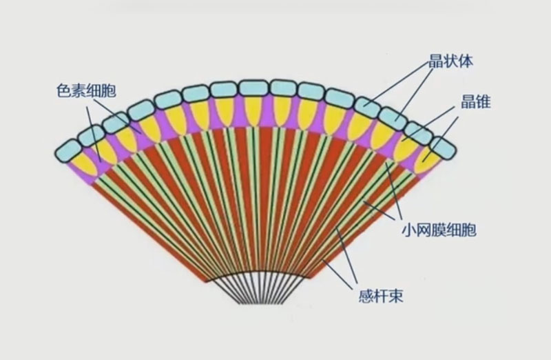 复眼