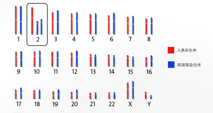 人类一半的染色体与黑猩猩一半的染色体对比