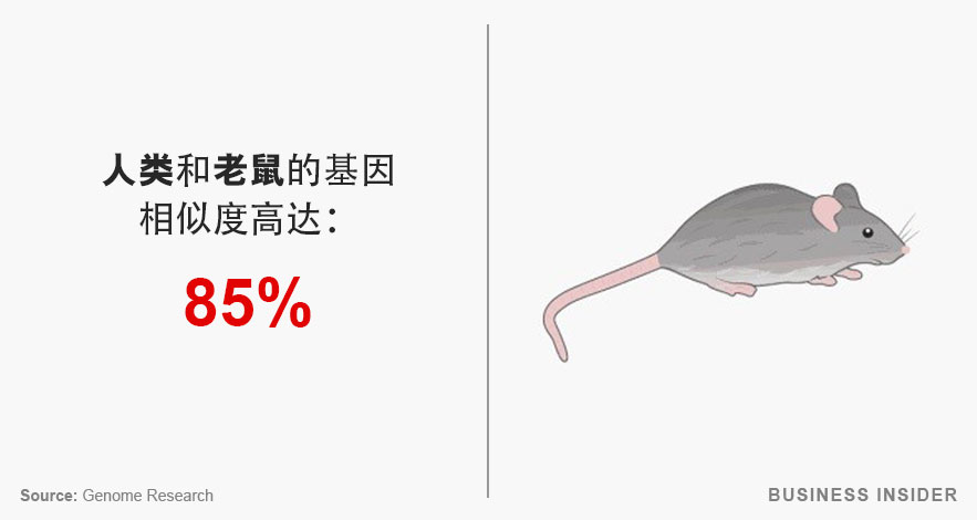 人类和老鼠的基因相似度