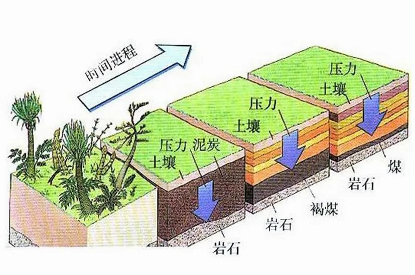 主流对成煤的解释