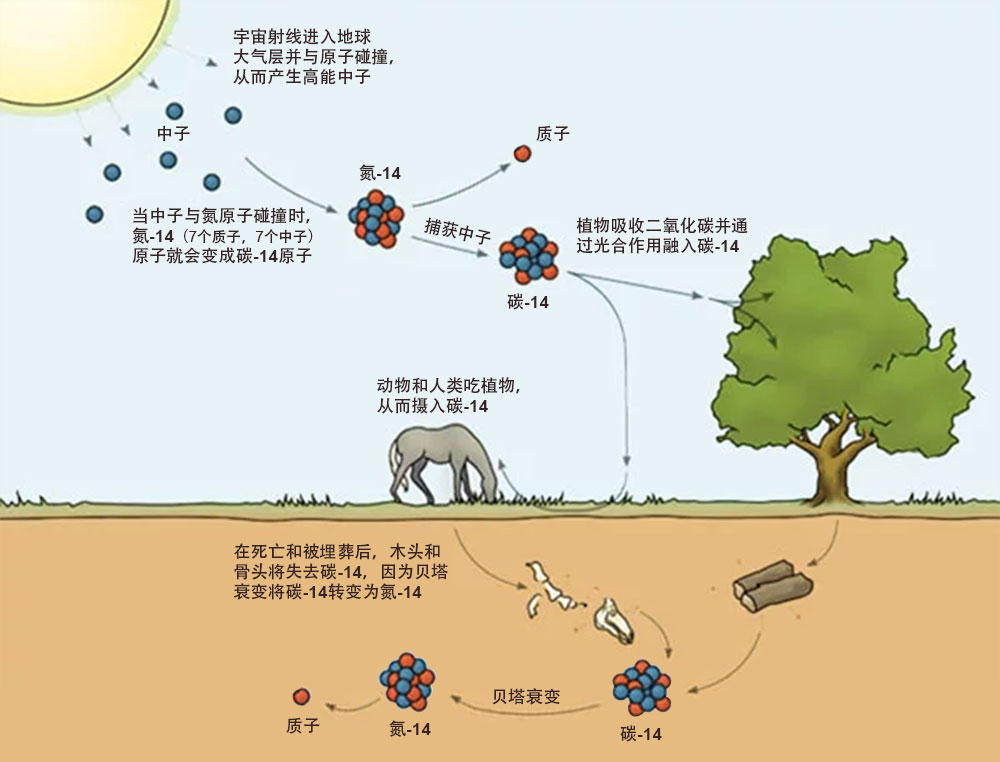 自然界的碳循环过程