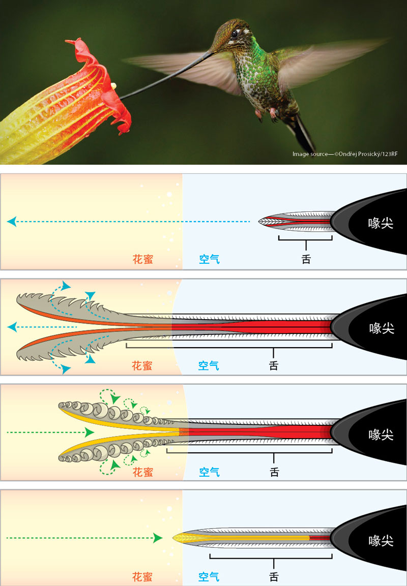 蜂鸟独特的舌头结构