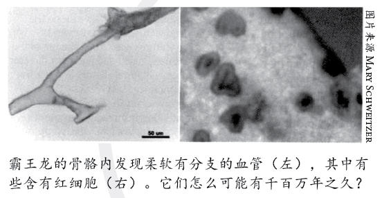 霸王龙骨骼内的血管