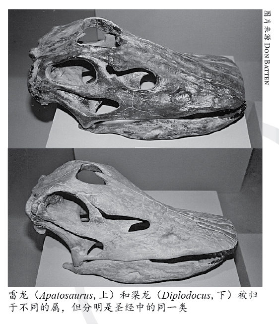 雷龙与梁龙头骨